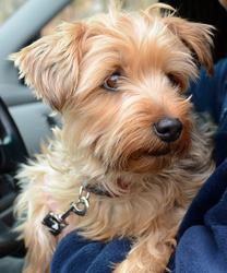 Sashi, a Yorkie