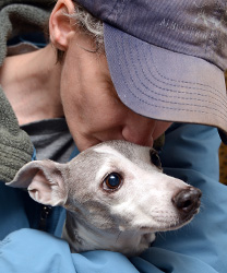 Spike, a 12 Year Old Italian Greyhound