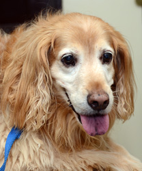 Tango, a 13 year old English Cocker Spaniel
