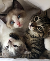 Three Little Kittens