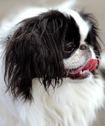Andi, a Diabetic Japanese Chin