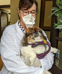 Baby, a 12 Year Old Pekingese