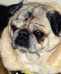 Baby, a 16 Year Old Pug