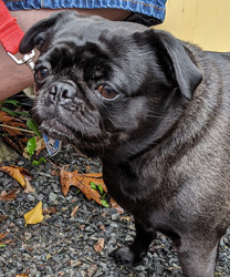 Ballys, a 5 year old Pug