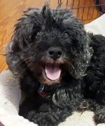Bella, a 12 Year Old Cockapoo