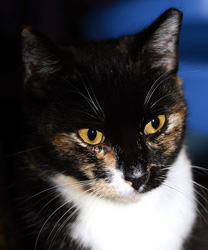 Brenda, a 10 Year Old Kitty