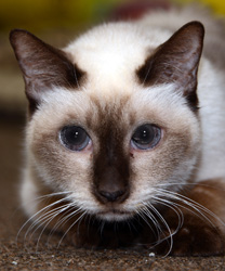 Buddakh, a Snow Bob Cat