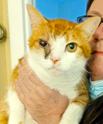 Buddy, a 7 Year Old Orange Kitty