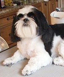 Carmen, a black and white Shih Tzu