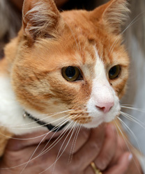 Charlie, a 7 year old Orange Kitty