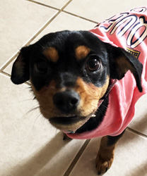 Chloe, a 7 month old Doxie Mix