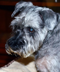 Daffodil, a 14 year old Schnauzer with Kidney Disease