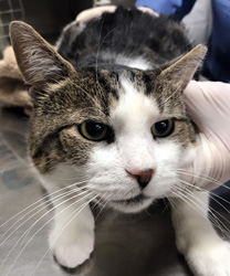Dagmore - An outdoor kitty saved.