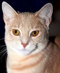 Franklin, a Cryptorchid Cat