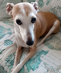 Gizmo, a 12 Year Old Italian Greyhound with Bad Breath and Teeth