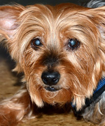 JoJo, an 11 Year Old Yorkie Mix