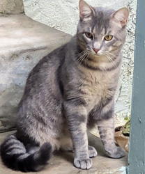 Kush, an 18 month old kitty