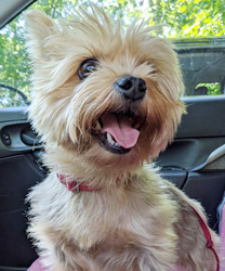Lucy, a Yorkie