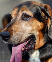 Max, a Hound Mix 