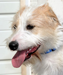 Mello, a 10 year old Jack Russell Terrier Mix