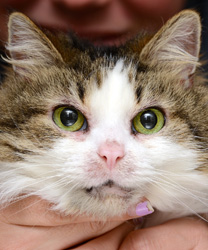 Misty, a 10 year old, long-haired cat