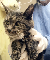 Nina, a Hyperthyroid Cat