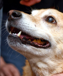 Odie, a 12 Year Old Lab Mix