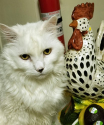 Palomo, a 14 Year Old Kitty with FLEAS!