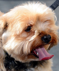 Pebbles, a Yorkie Mix