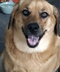 Precious, a Hound Dog with a Ruptured ACL