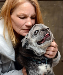 Rudy, a Diabetic Pug