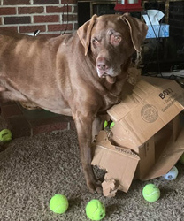 Sunny, a 12 Year Old Chocolate Lab