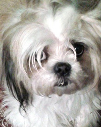 Angel, a 14 year old Shih Tzu Mix