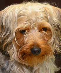 Auggie Doggie
