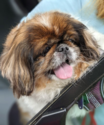 Baby a 12 Year Old Pekingnese
