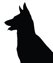 Bob, A German Shepherd Mix