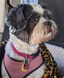 Carmen, an 8 Year Old Shih Tzu