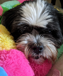 Carmen, an 8 year old Shih Tzu