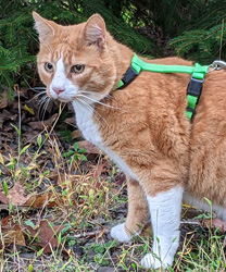 Charlie, an 8 year old Orange Cat