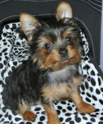 Codi, a 9 Year Old Yorkie