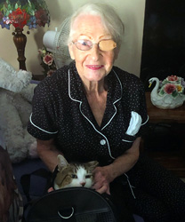 Daggy, a 12 Year Old Cat