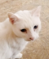 George