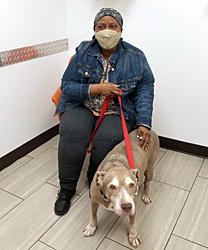 Helen, a 13 Year Old Pit Bull