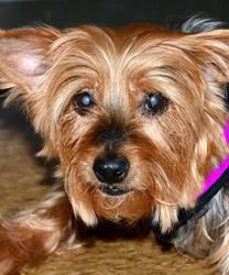 JoJo, A Yorkie Mix