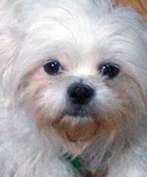 Max, a Flea-Bitten Maltese Mix