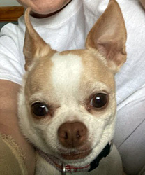 Millie, a 9 year old Chihuahua