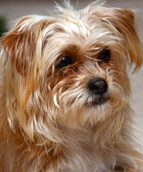Murph, a 10 Year Old Yorkie Mix