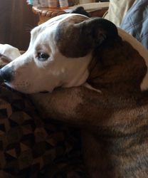 Ozzy, and 8 Year Old Pitbull Terrier