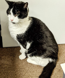 Panda, a 20 Year Old Black and White Cat