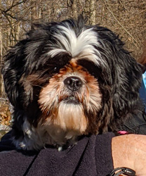 Sadie, a 2 Year Old Shih Tzu